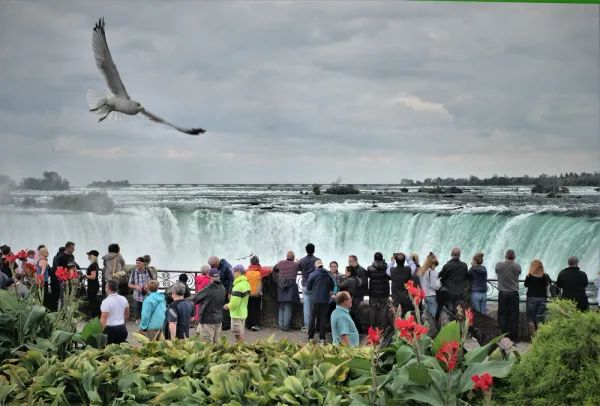a bird flies above Niagara Falls as Canadians and Americans look at the waterfall